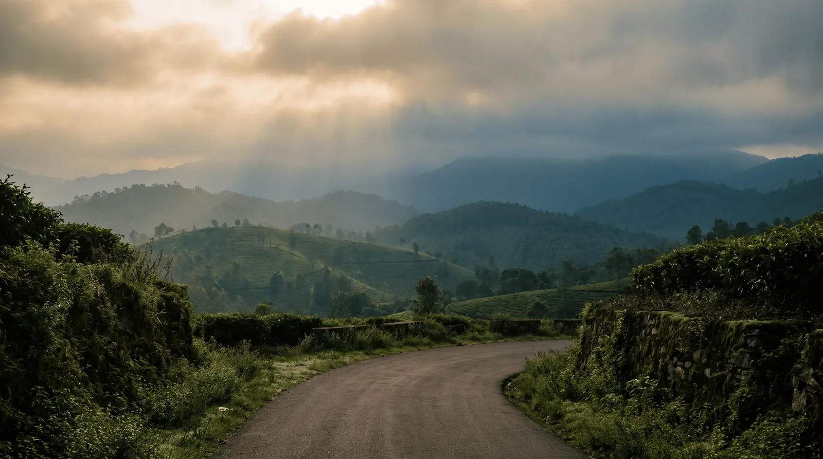 Misty green coffee plantations of Coorg after the monsoon