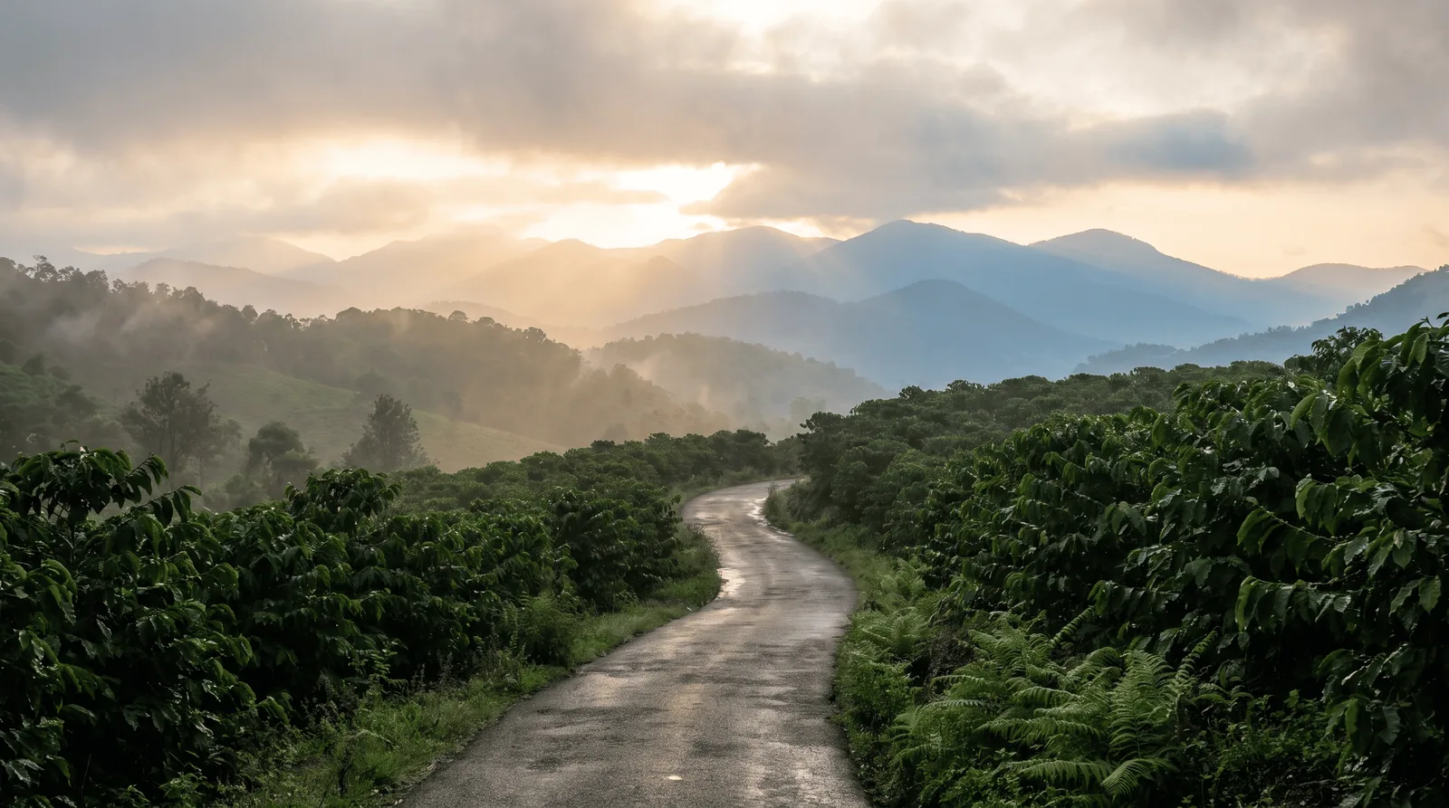 Misty post-monsoon Western Ghats near Bangalore — a road through green coffee hills at sunrise