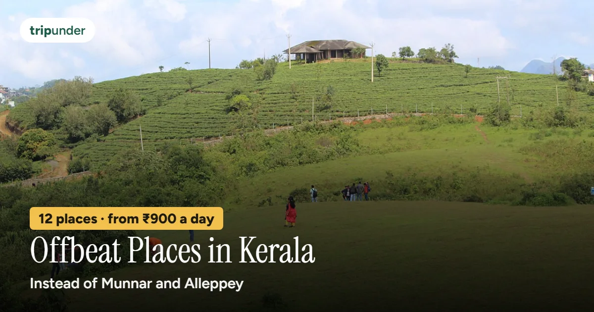 Rolling green meadows and tea bushes at Vagamon under a blue sky, Idukki, Kerala