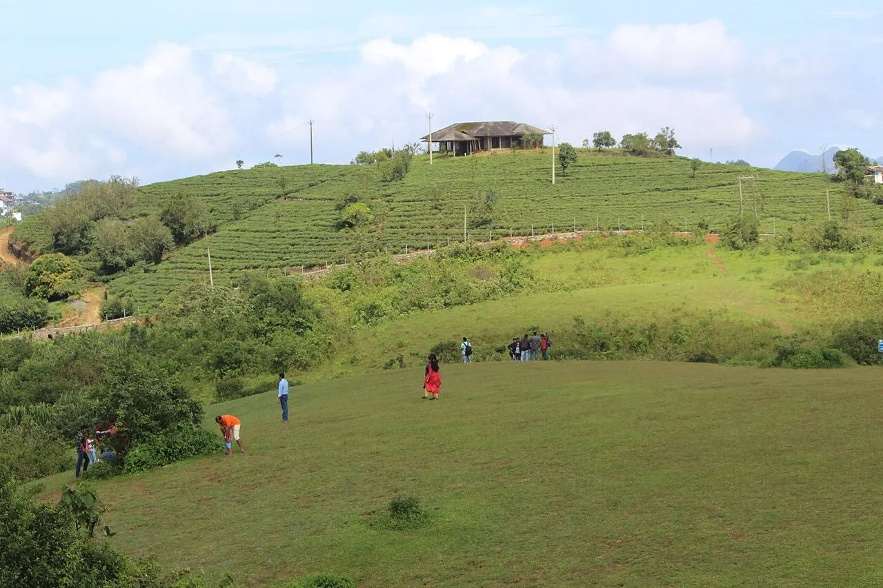 Tea gardens and open meadow at Vagamon, Kerala