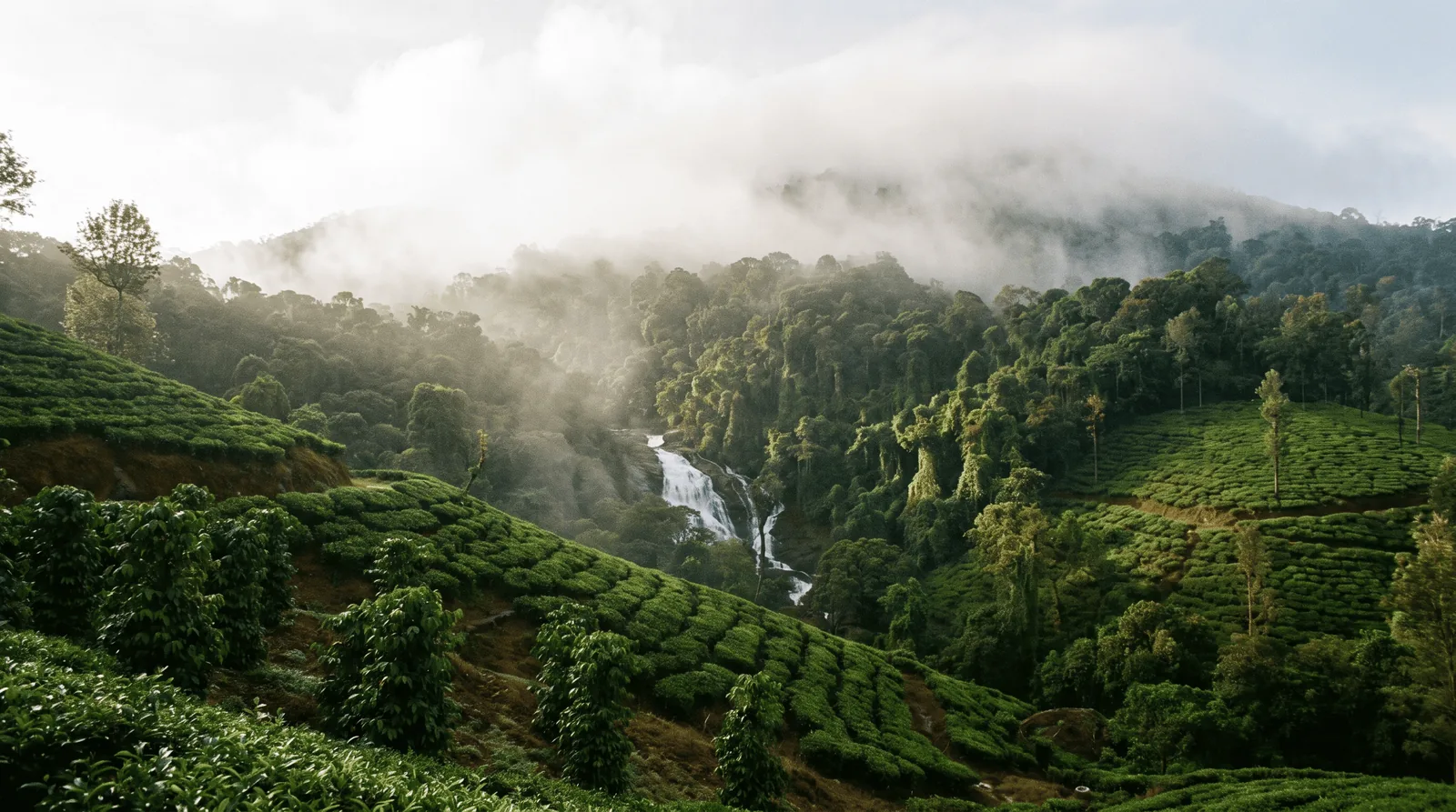 Misty green plantations and waterfall in post-monsoon Wayanad